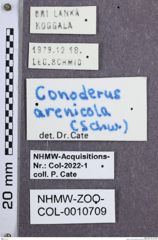 Etikette zu Monocrepidius arenicola (NHMW-ZOO-COL-0010709)